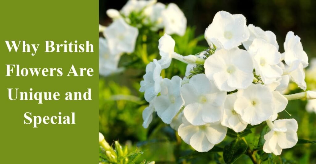 Why British Flowers Are Unique and Special