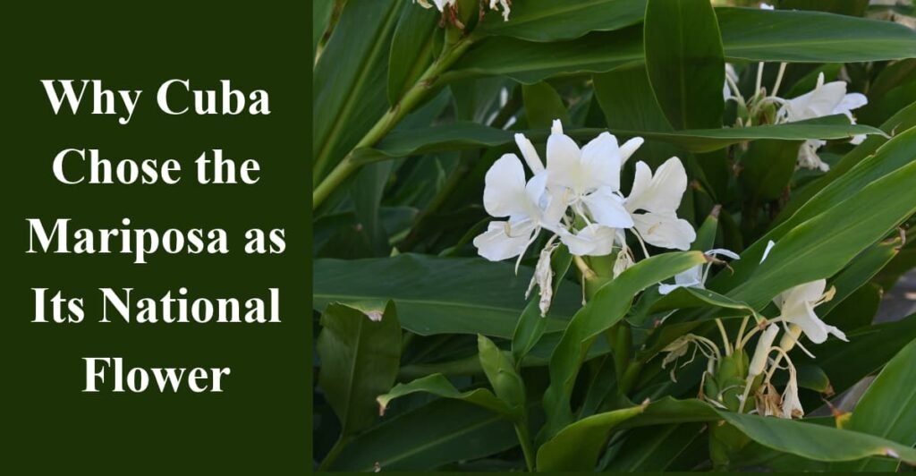 Why Cuba Chose the Mariposa as Its National Flower