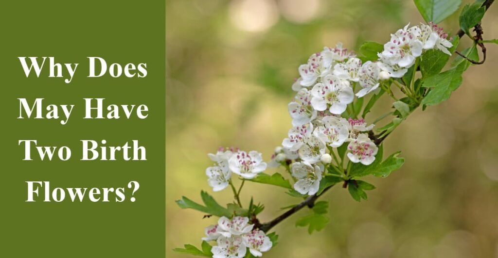 Why Does May Have Two Birth Flowers?