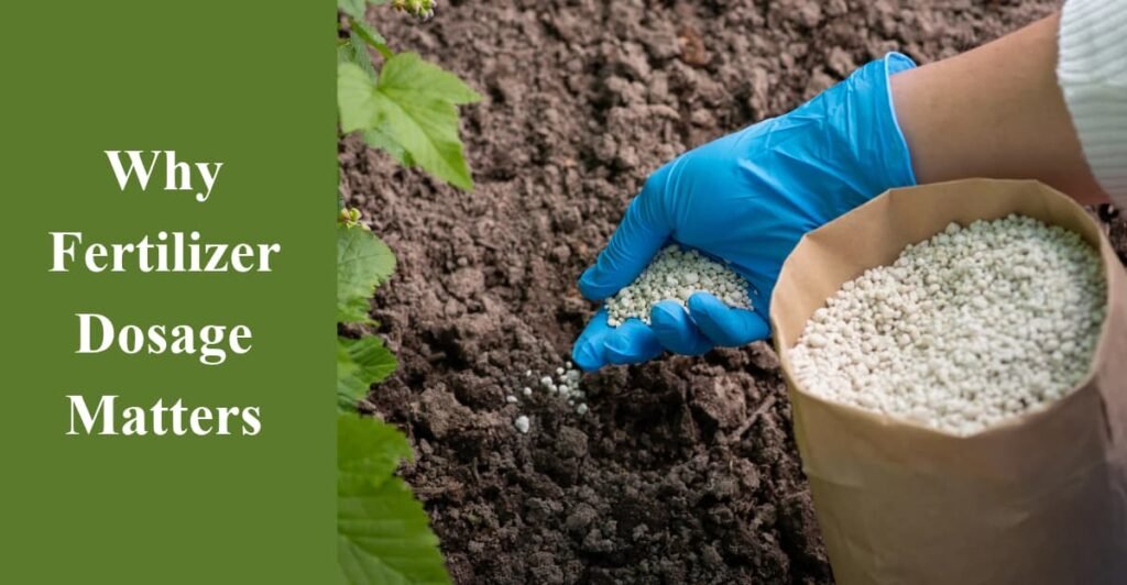 Why Fertilizer Dosage Matters