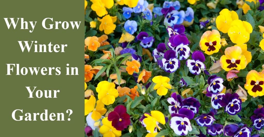 Why Grow Winter Flowers in Your Garden?