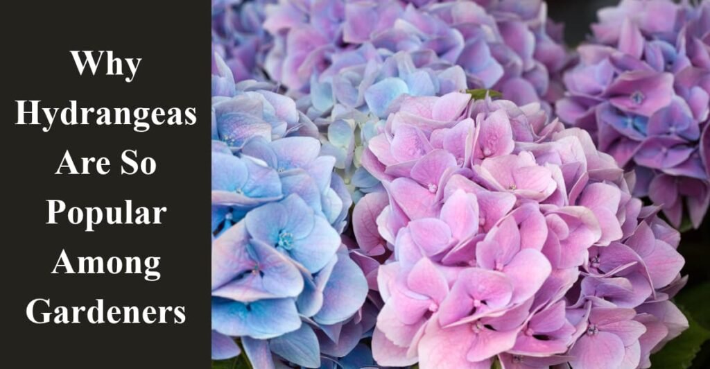 Why Hydrangeas Are So Popular Among Gardeners