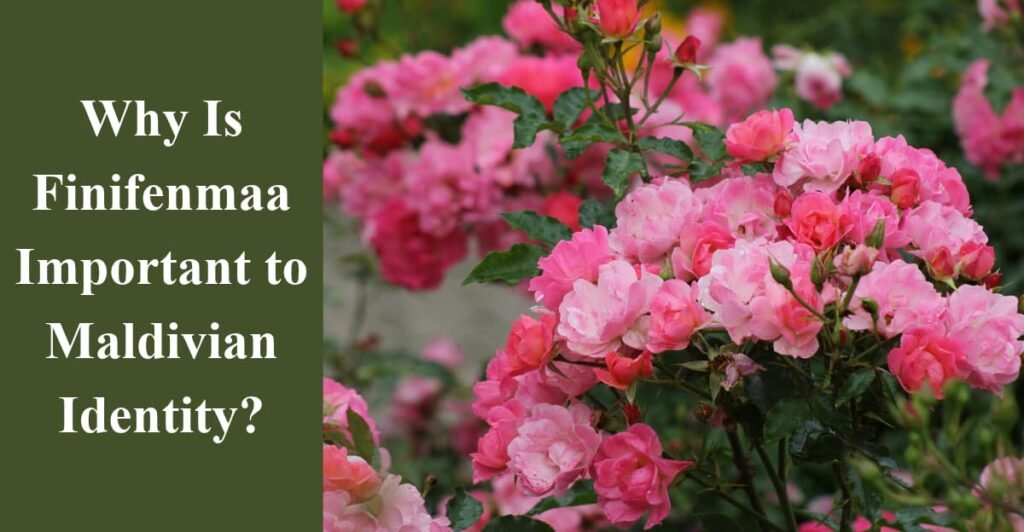 Why Is Finifenmaa Important to Maldivian Identity?