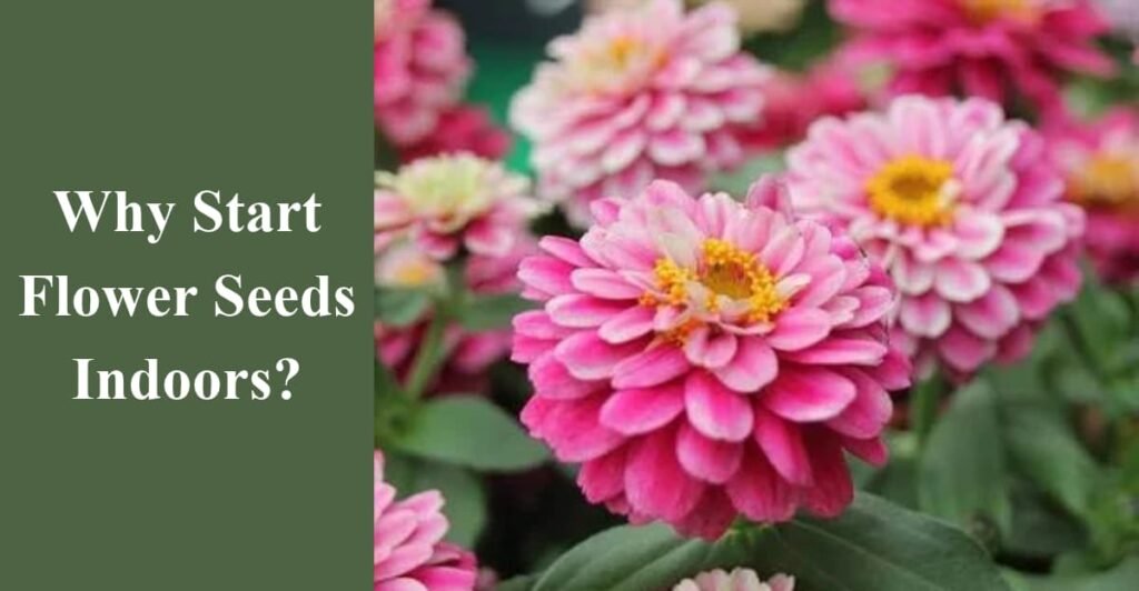 Why Start Flower Seeds Indoors?
