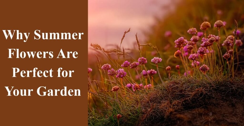 Why Summer Flowers Are Perfect for Your Garden