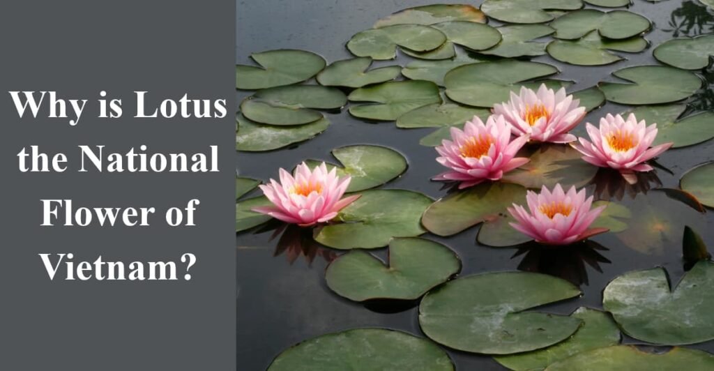 Why is Lotus the National Flower of Vietnam?