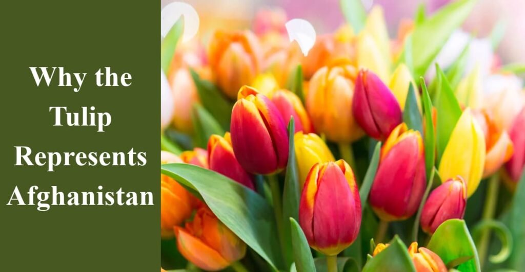 Why the Tulip Represents Afghanistan