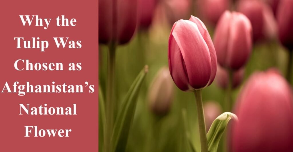 Why the Tulip Was Chosen as Afghanistan’s National Flower