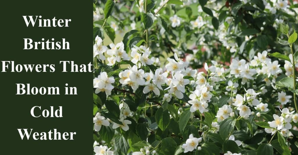 Winter British Flowers That Bloom in Cold Weather