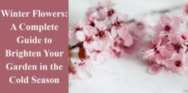 Winter Flowers: A Complete Guide to Brighten Your Garden in the Cold Season