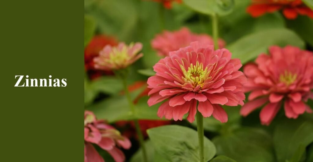 Zinnias