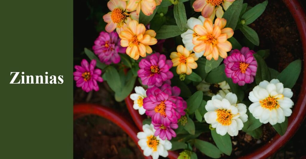 Zinnias