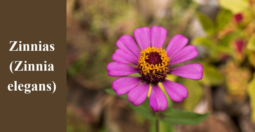 Zinnias (Zinnia elegans)