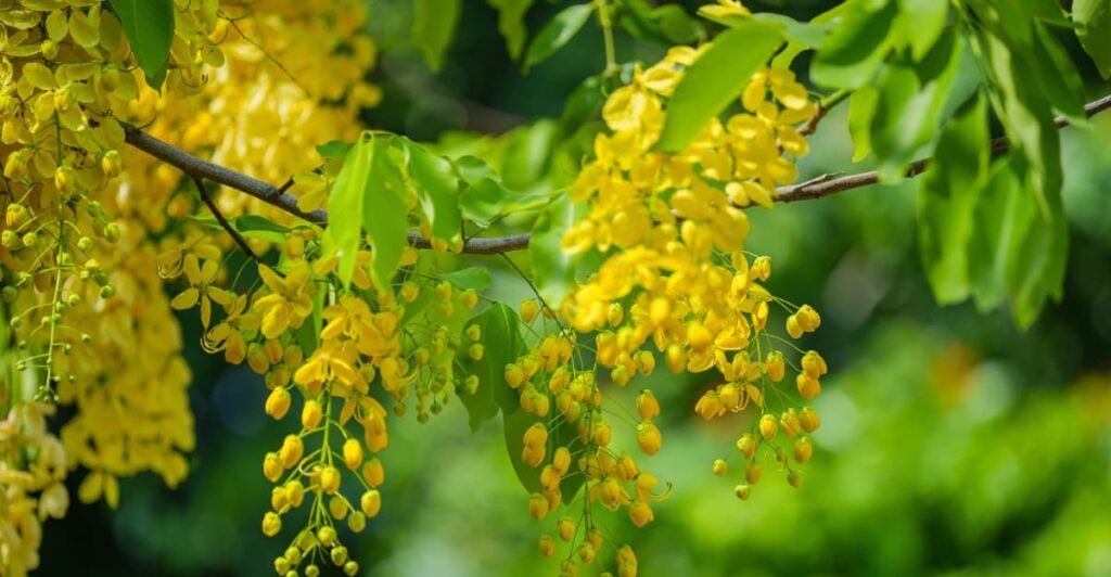 golden shower tree
