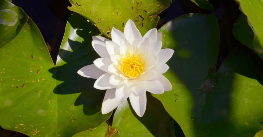 national flower of Bangladesh