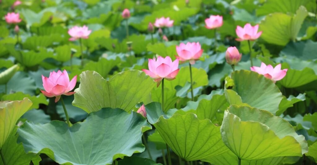 national flower of Vietnam
