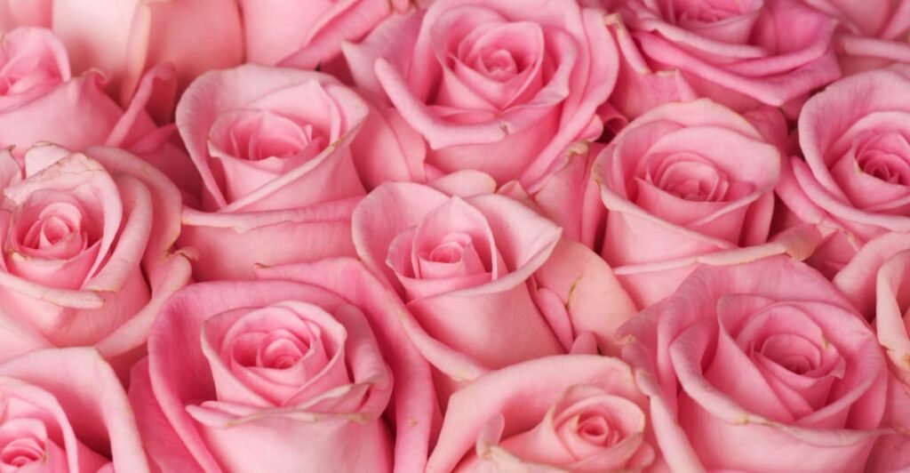 pink roses