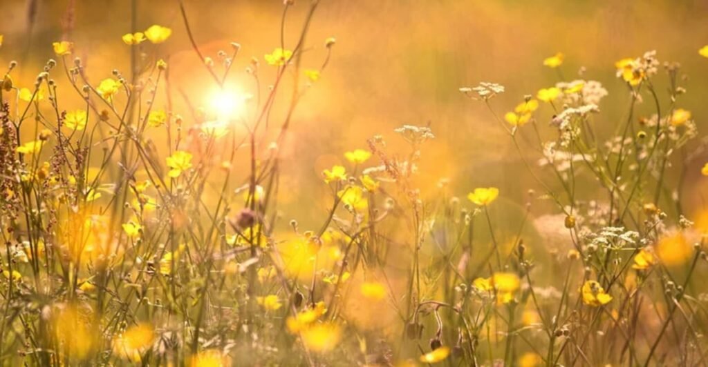 summer flowers